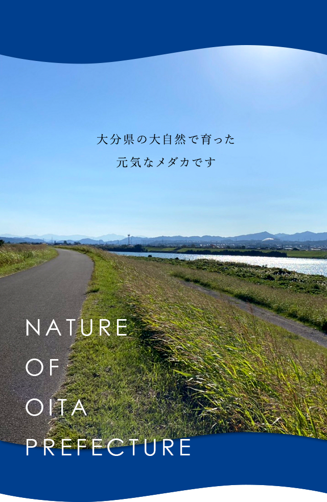 大分県の大自然で育った元気なメダカです